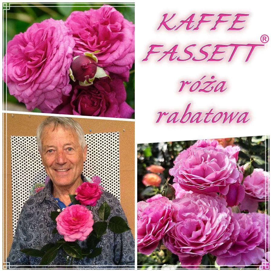 Kaffe Fassett róże rabatowe kol